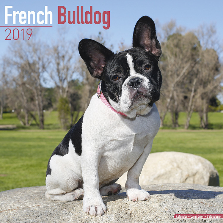 Calendar 2027 French Bulldog
