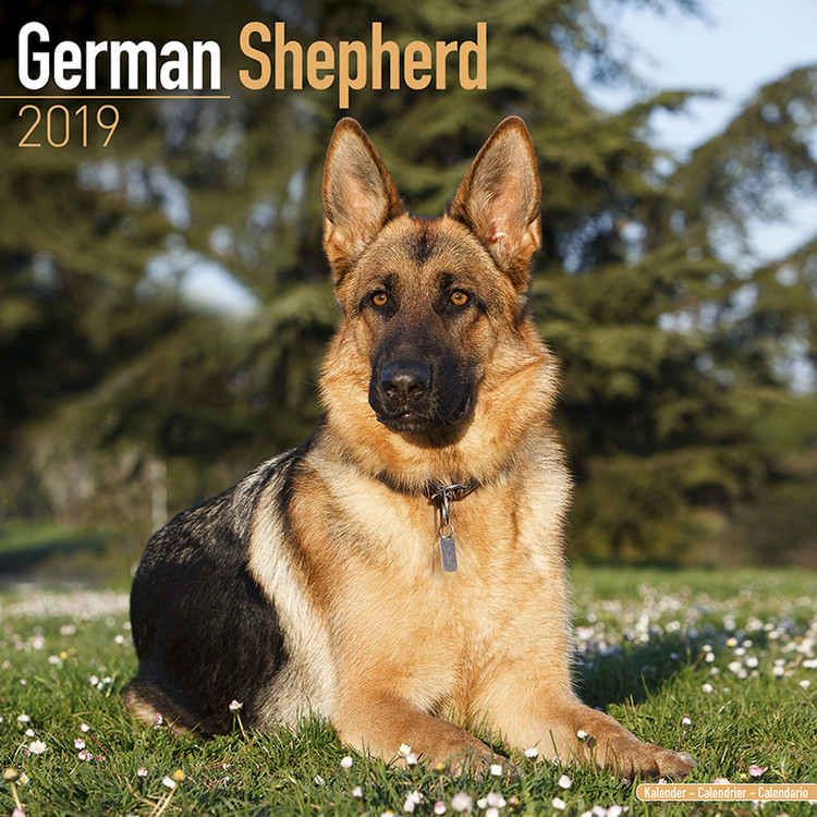 Календар 2027 German Shepherd