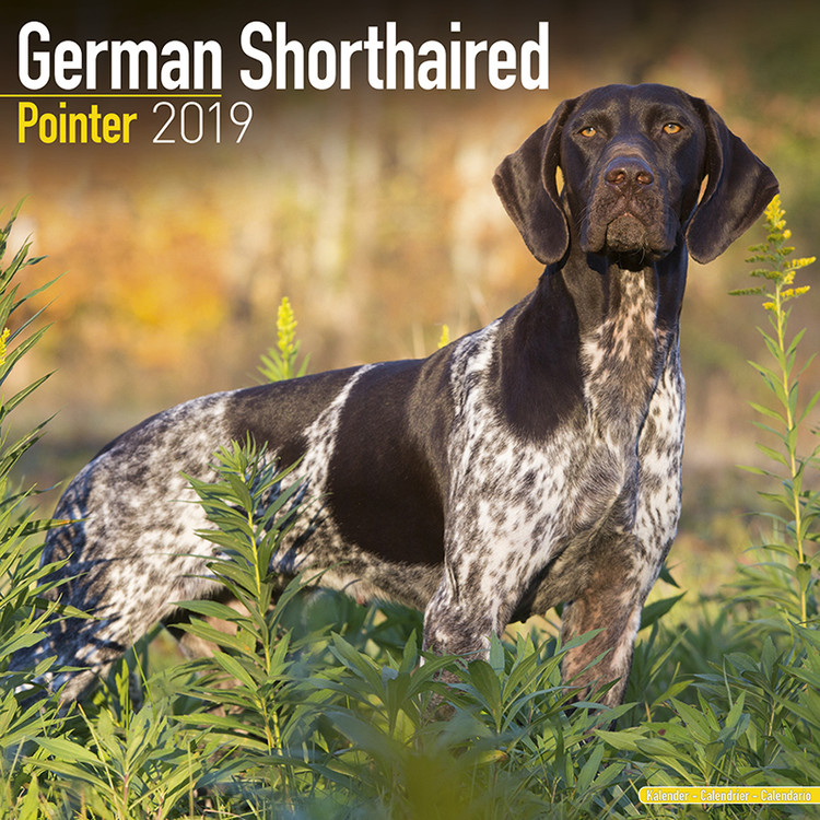 Kalenteri 2027 German ShortHair Pointer