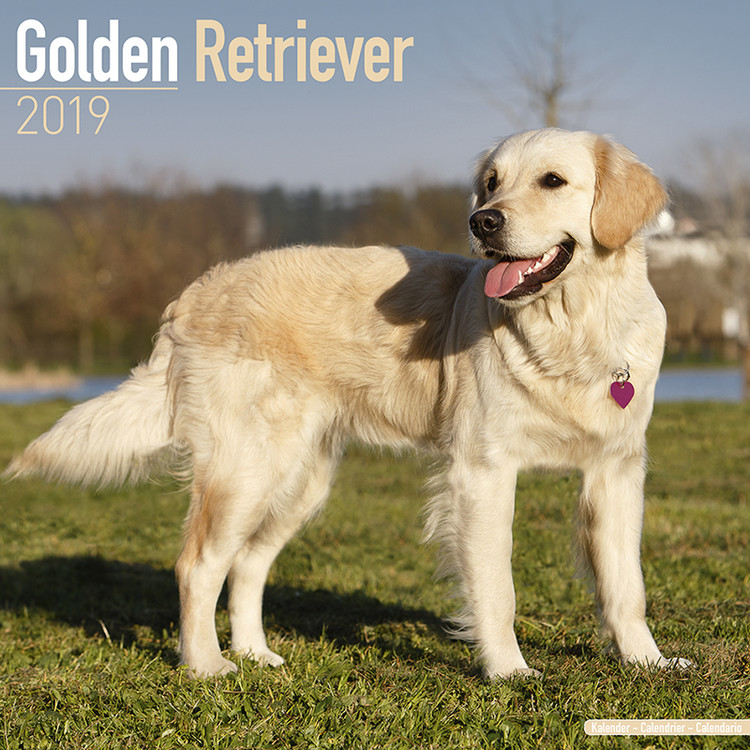 Kalenteri 2027 Golden Retriever