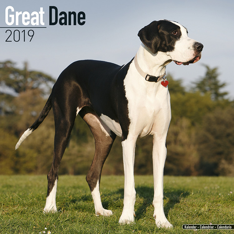 Calendar 2019 Great Dane (Euro)