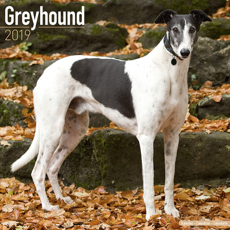 Kalenteri 2027 Greyhound