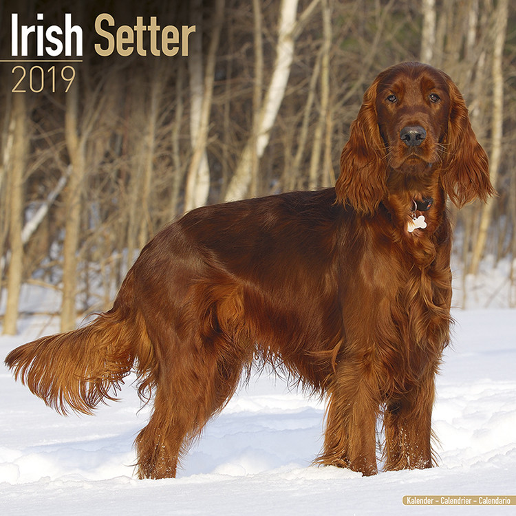 Kalenteri 2027 Irish Setter