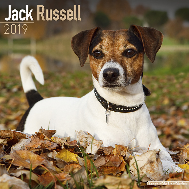 Calendar 2019 Jack Russell