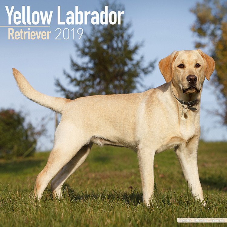 Ημερολόγιο 2027 Labrador Ret (Yellow)
