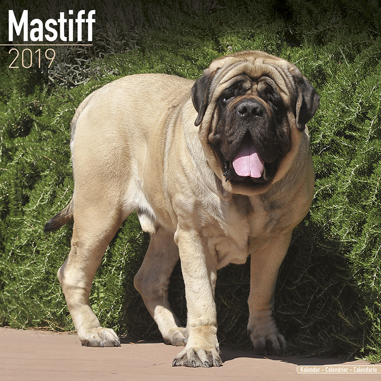 Ημερολόγιο 2027 Mastiff