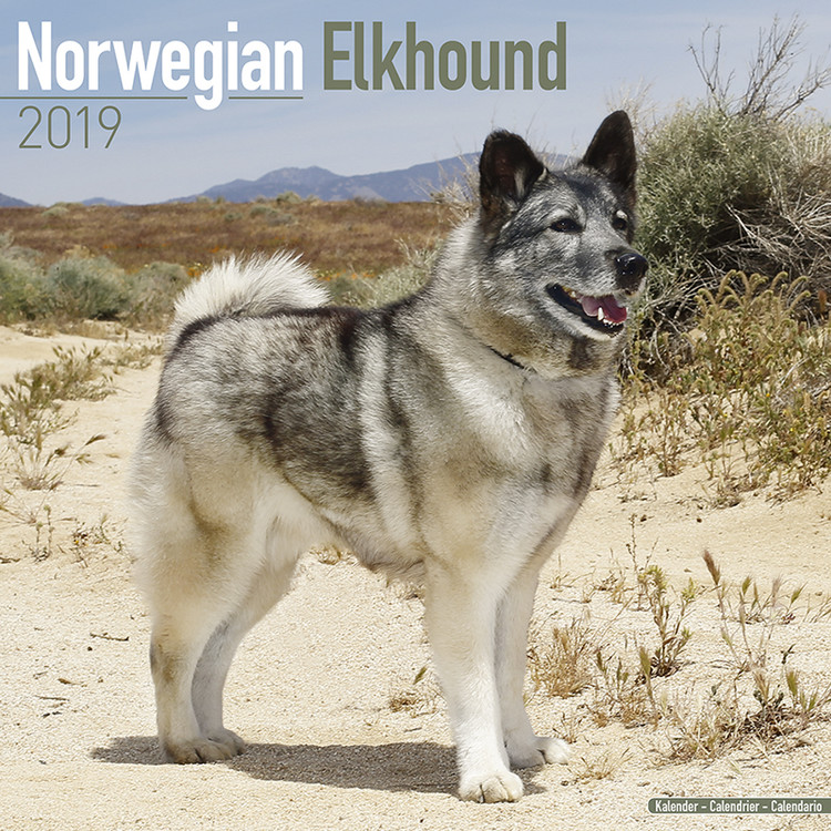 Calendar 2027 Norwegian Elkhound