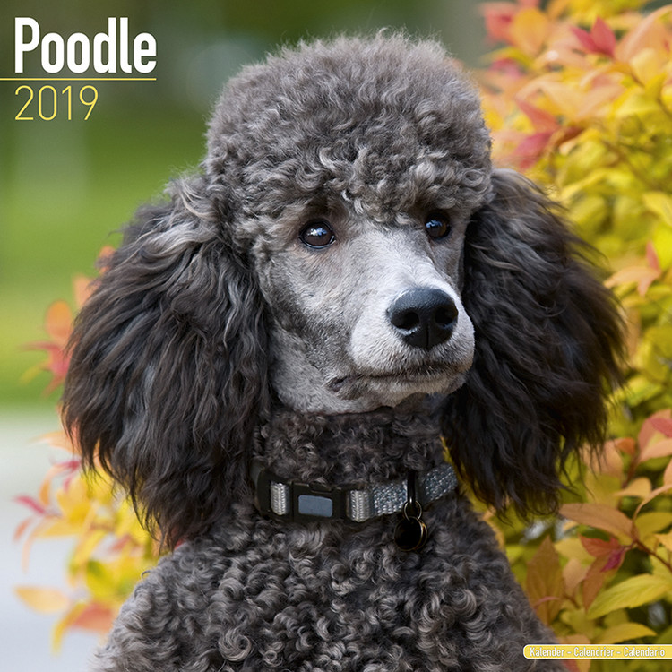 Kalenteri 2027 Poodle