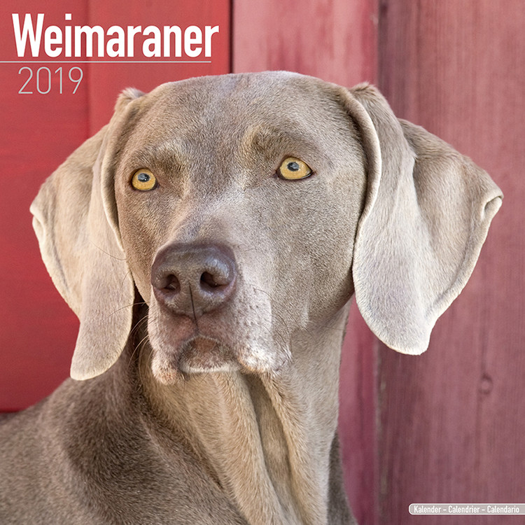 Calendar 2027 Weimaraner