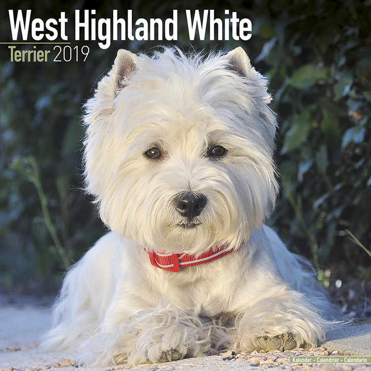 Calendar 2027 West Highland Terrier