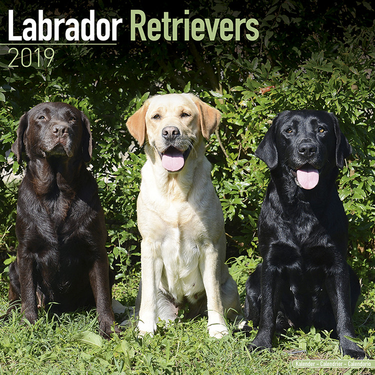Kalenteri 2027 Labrador Ret (Mixed)