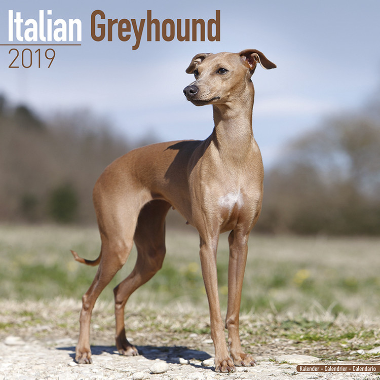 Calendar 2027 Italian Greyhound