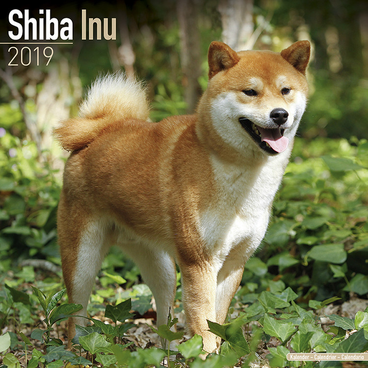 Calendar 2027 Shiba Inu