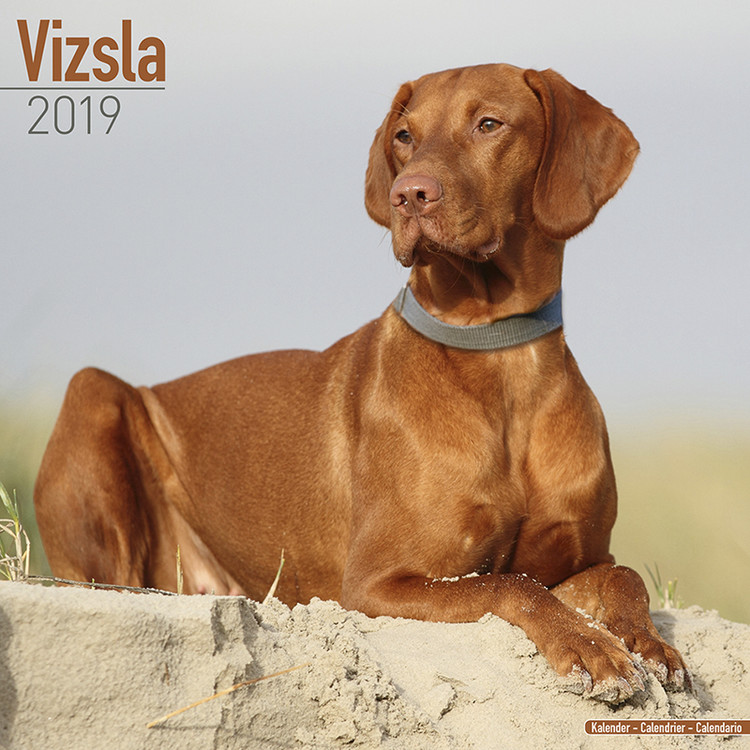 Kalenteri 2027 Vizsla
