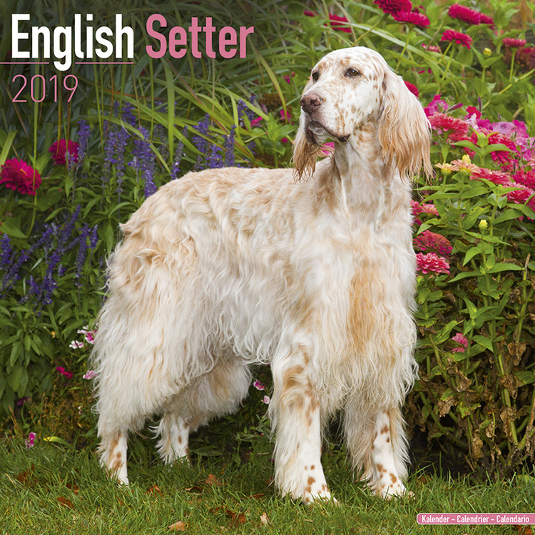 Ημερολόγιο 2027 English Setter