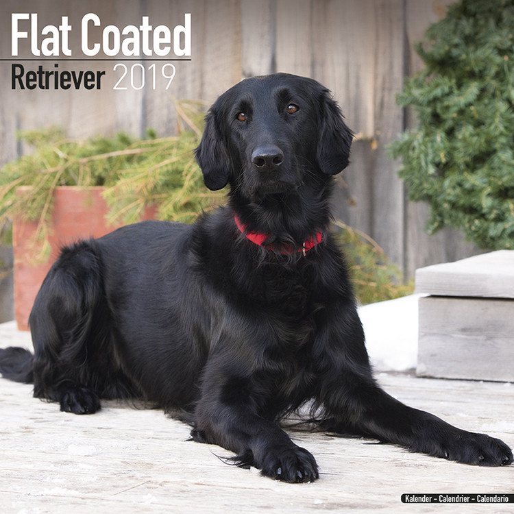 Kalenteri 2027 Flatcoated Retriever