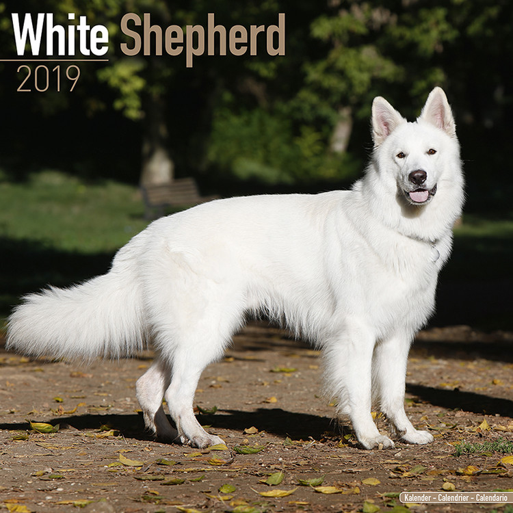 Kalenteri 2027 White Shepherd