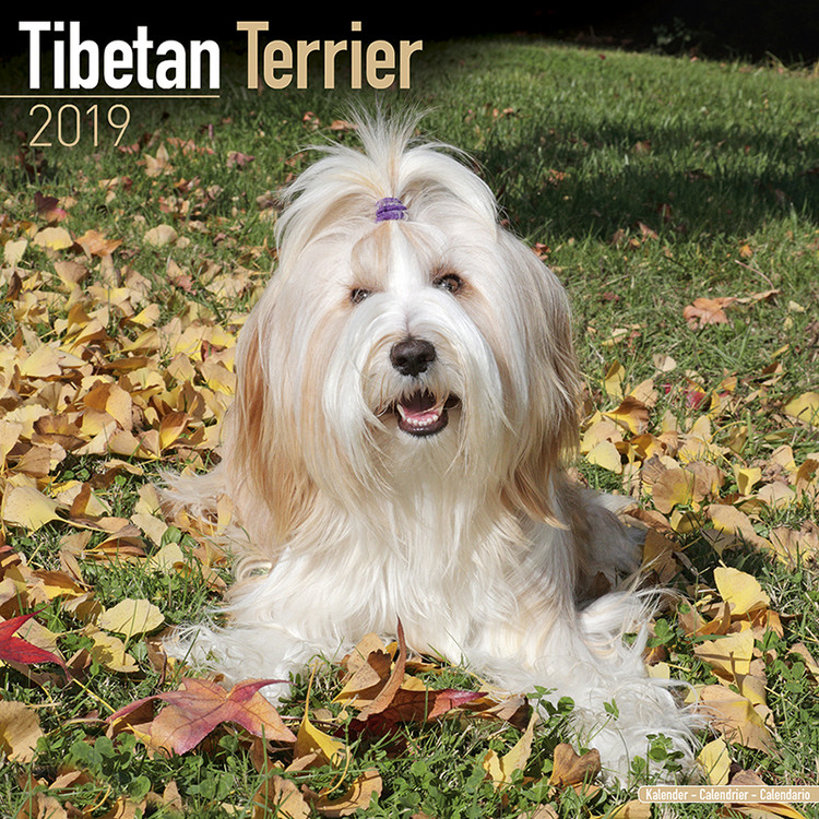Calendar 2027 Tibetan Terrier