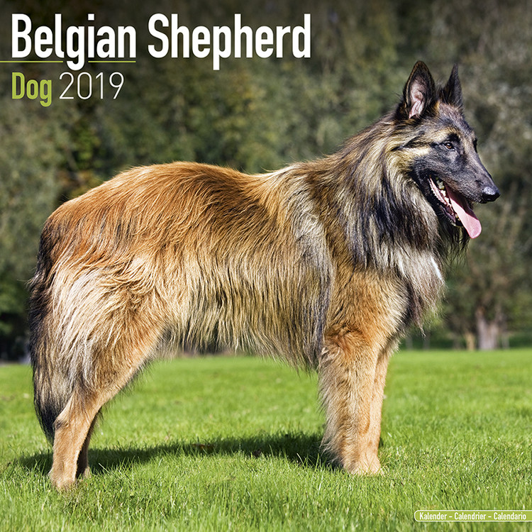 Ημερολόγιο 2027 Belgian Shepherd Dog