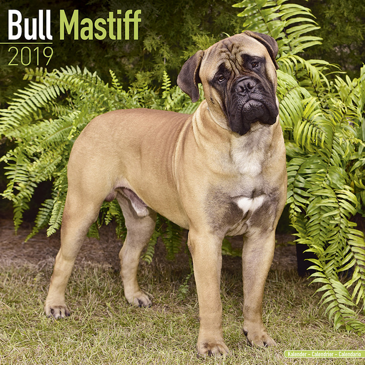 Ημερολόγιο 2027 Bull Mastiff
