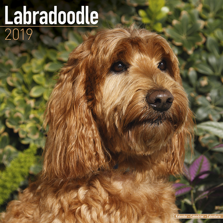 Ημερολόγιο 2027 Labradoodle