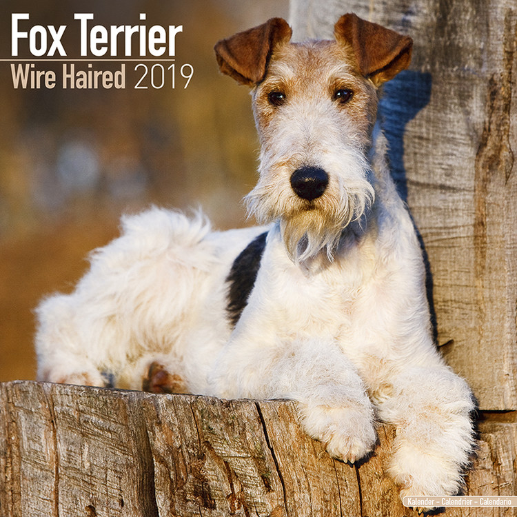 Kalenteri 2027 Wirehaired Fox Terrier