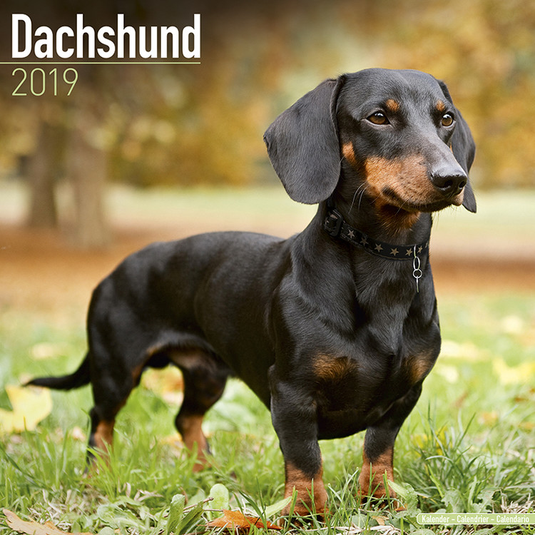 Calendar 2019 Dachsund