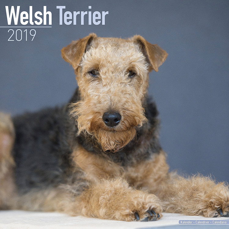 Calendar 2027 Welsh Terrier