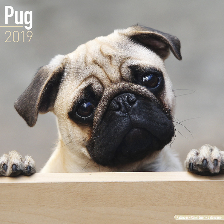 Calendar 2027 Pug