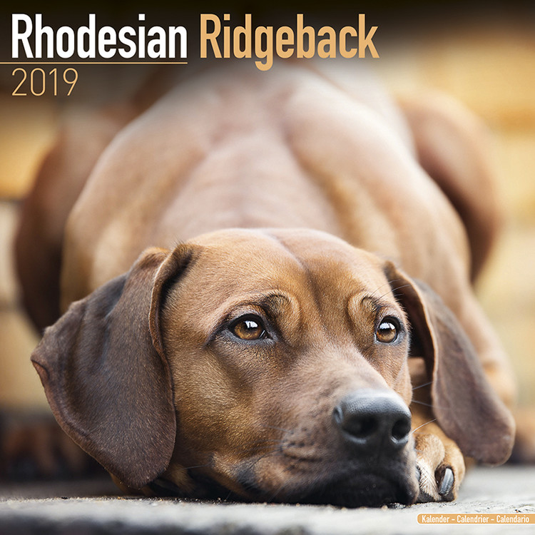 Koledar 2027 Rhodesian Ridgeback