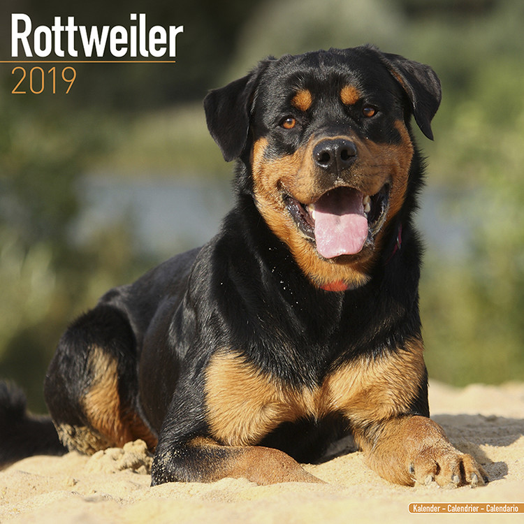 Ημερολόγιο 2027 Rottweiler
