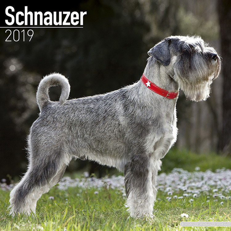 Календар 2027 Schnauzer (Euro)