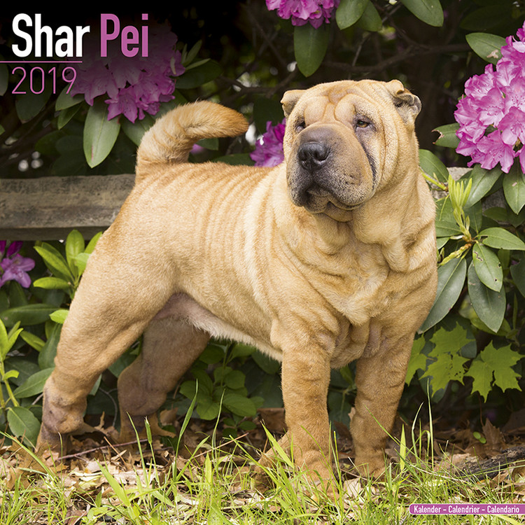 Ημερολόγιο 2027 Shar Pei