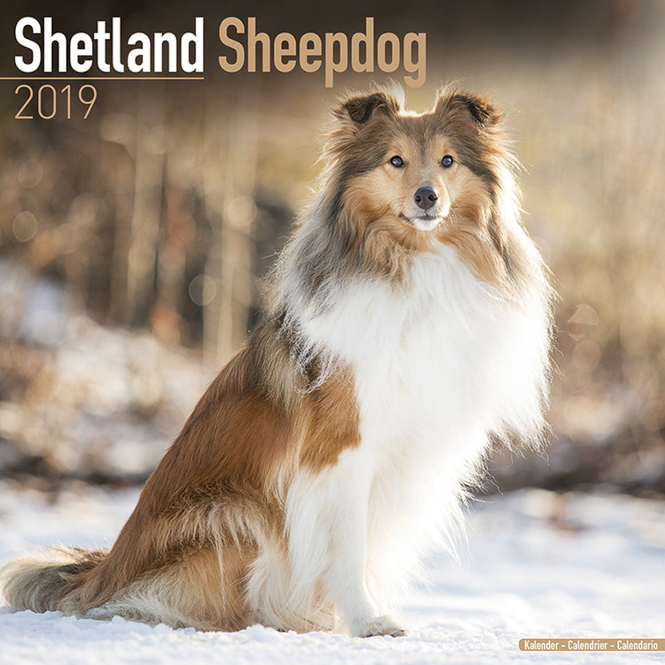 Calendar 2019 Shetland Sheepdog