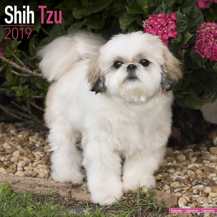 Calendar 2027 Shih Tzu