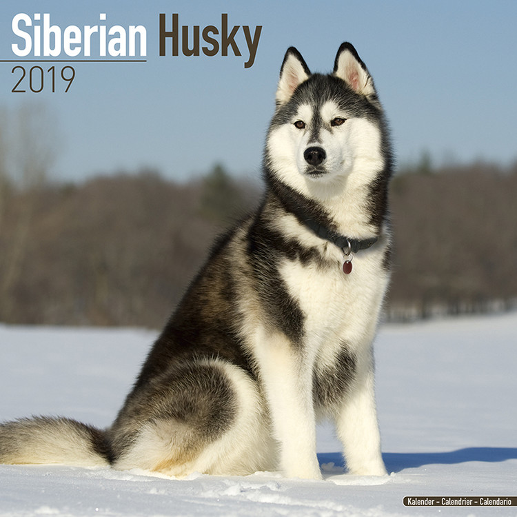 Kalenteri 2027 Siberian Husky