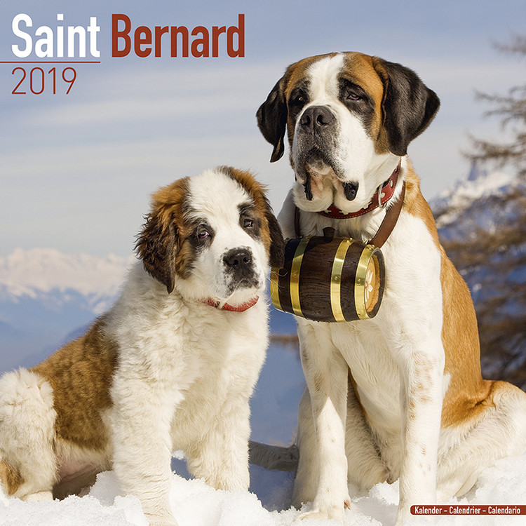 Calendar 2027 St Bernard