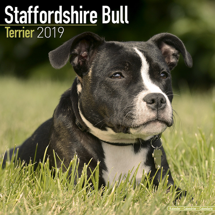 Календар 2027 Staffordshire Bull Terrier