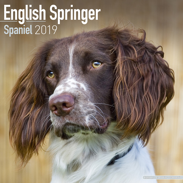 Calendário 2027 Eng Springer Spaniel