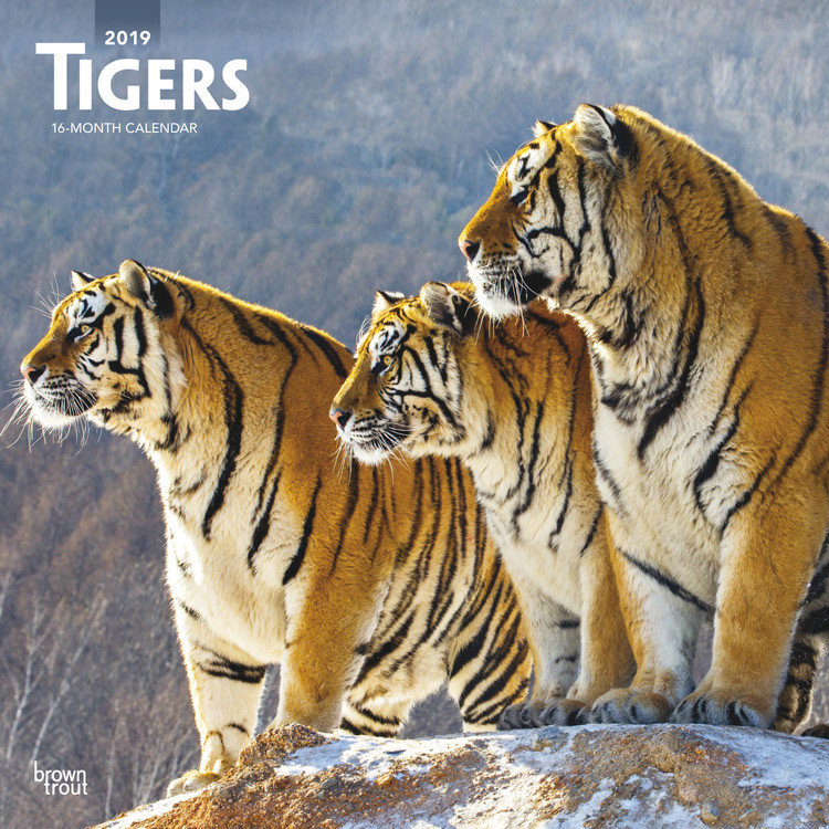 Calendário 2027 Tigers