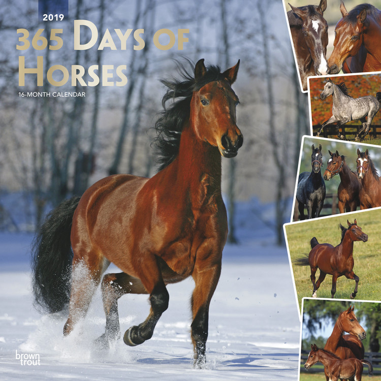 Календар 2027 Horses - 365 Days Of