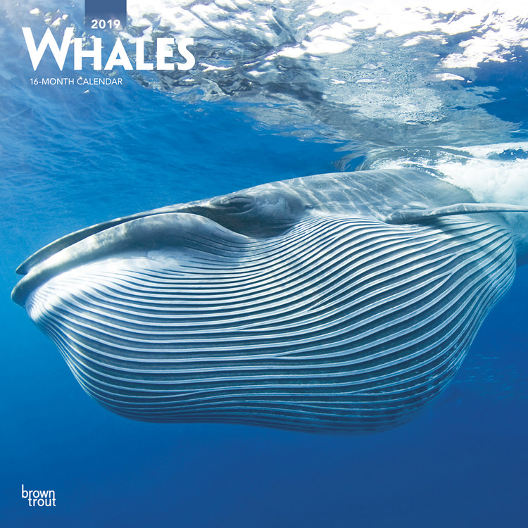 Calendário 2027 Whales