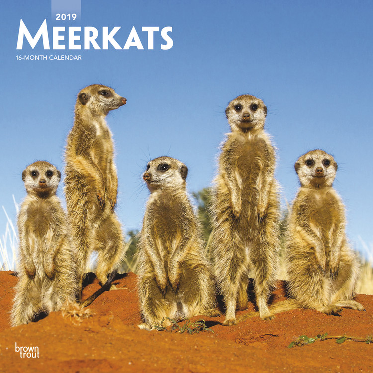 Calendar 2027 Meerkats
