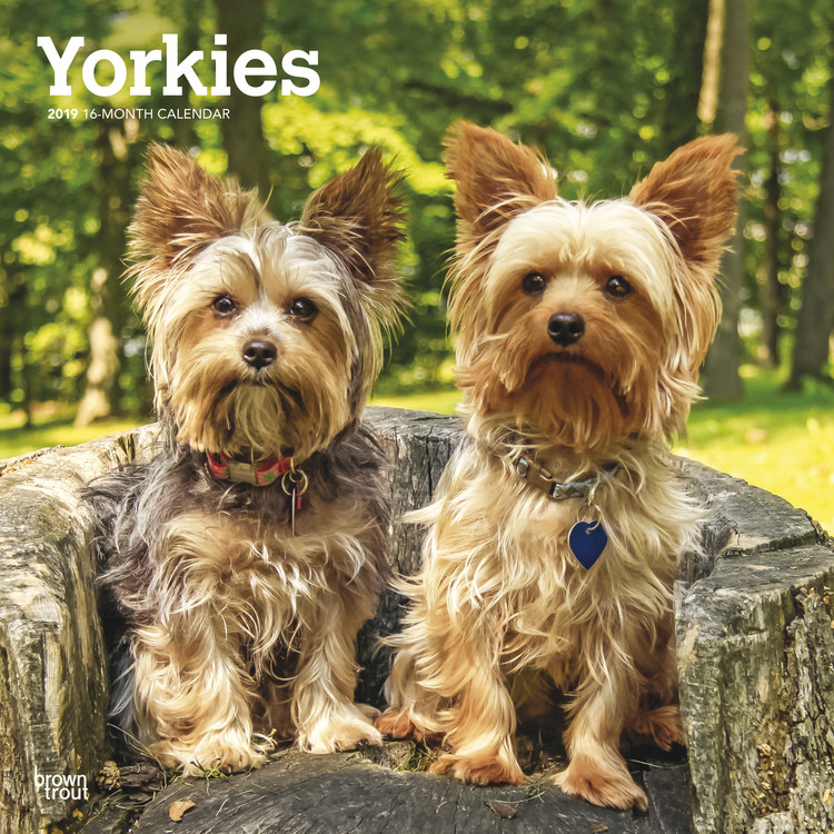 Ημερολόγιο 2027 Yorkshire Terriers - International Edition