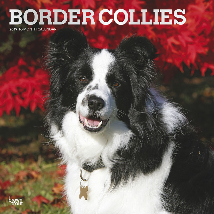 Ημερολόγιο 2027 Border Collies