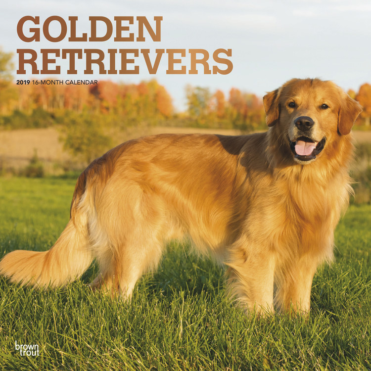 Kalendar 2027 Golden Retrievers