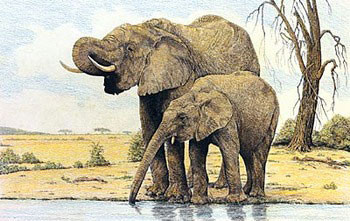 Художествен печат Elephants By The Waterhole