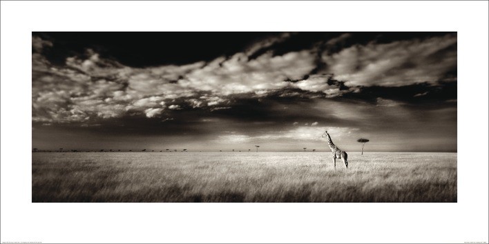 Ian Cumming  - Masai Mara Giraffe Картина