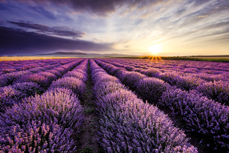 Poster Lavendar Field Sunset