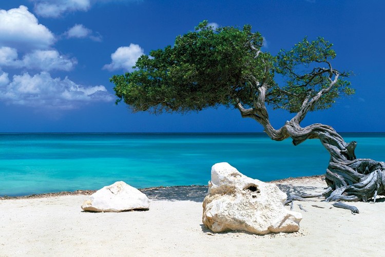 Плакат Divi Divi Tree - Tom Mackie